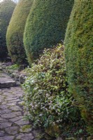 Shaped yew topiary in cottage garden in winter