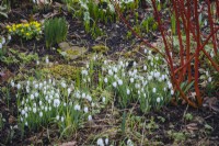 Snowdrops growing beneath Cornus alba 'Sibirica' in winter garden