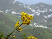 Sonchus congestus in flower February Canary Islands