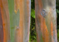 Eucalyptus Deglupta - Bark of New Guinea Kamere Gum
 in mid February Canary Islands