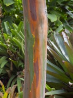 Eucalyptus Deglupta - Bark of New Guinea Kamere Gum
 in mid February Canary Islands