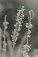 Pennisetum macrourum with hoar frost in winter