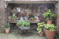 Display using old wheelbarrow, pots, dried flowers and watering cans, at Winterbourne Botanic Garden, March