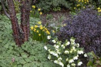 Mixed border of spring flowers and Prunus serrula bark at Winterbourne Botanical Gardens - March 
