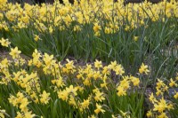 Narcissus 'Tete-a-Tete' - March