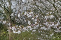 Prunus 'Kojo-no-mai' - March
