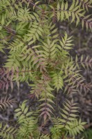 Sorbaria sorbifolia - March