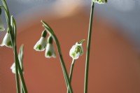 Galanthus plicatus Trym