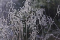 Deschampsia - frosted grass panicles in winter