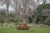 Wooden tree seat around Prunus 'Accolade' at Winterbourne Botanical Gardens, March