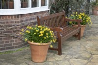 Display of narcissus in pots next to a bench at Winterbourne Botanical Gardens - March