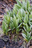 Hemerocallis, Daylily bulbs in frosty ground, early spring
