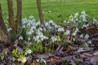 Snowdrops beneath trees in spring garden