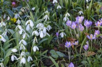 A carpet of spring bulbs including Crocus vernus and Snowdrops