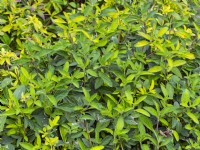 Lippia alba leaves