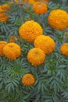 Tagetes erecta 'Olleya' - Marigold - August 
