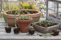 Garlic, kohlrabi, turnip, tricoloured bindweed, funnel vine, seedlings in pots