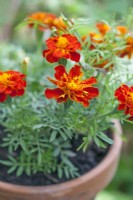 Tagetes patula 'Safari Red' - Marigold - july 