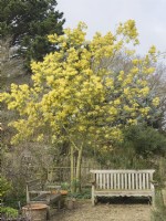 Acacia dealbata - Mimosa at East Ruston Old Vicarage Gardens Norfolk