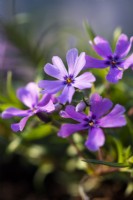 Phlox subulata 'Purple Beauty' 