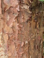 Acer griseum - paperbark maple trunk