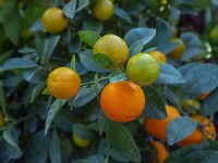 Citrus calamondin - Citrofortunella microcarpa 