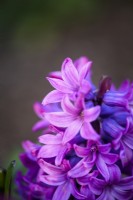 Hyacinthus orientalis 'Purple Pride'