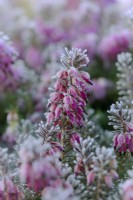 Erica carnea 'Nathalie'  - Winter flowering heather with hoar frost