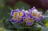 Primula Sirococco - purple flower