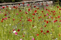 Flower meadow with Papaver and Centaurea sp, summer July