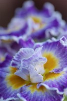 Primula Sirococco - purple flower