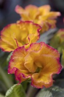 Primula Sirococco - orange flower