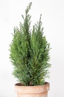 Chamaecyparis lawsoniana 'Ellwoodii'  Lawson cypress