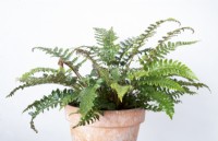 Polystichum polyblepharum 'Jade' Japanese tassel fern