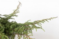 Juniperus squamata 'Green Carpet' sense Flaky juniper.