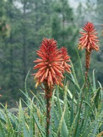Aloe arborescens flowering mid February