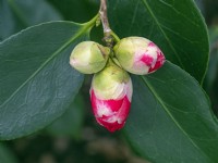 Camellia 'Flower Girl' buds March Norfolk