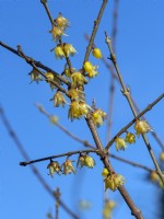 Chimonanthus praecox flowering March