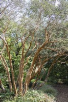 Luma apiculata with multi-stemmed trunk. August. Summer