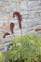 Melianthus major in border by house wall with emerging flower stem. April