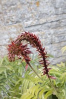 Melianthus major in border by house wall with emerging flower stem