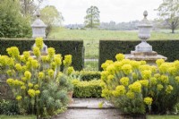 Euphorbia characias subsp. wulfenii either side of path with urns, hedge of Yew and view to countryside.