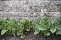 Young hostas in bed by house wall with no slug damage
