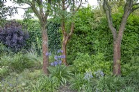 Three prunus serrula trees underplanted with agapanthus at The Burrows Gardens, Derbyshire, in August