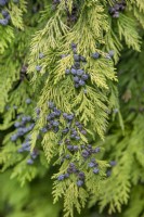 Chamaecyparis lawsoniana at The Burrows Gardens, Derbyshire, in August