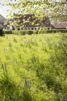 Meadow planting with Camassias and view to outbuildings. April