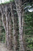 Yew hedge cut back to encourage rejuvenation