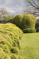 Large Buxus mound and hedge clipped to informal shape. April