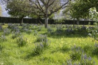 Camassias and cowslips in meadow in Orchard. April