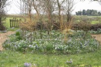 Border filled with crocus and large variety of snowdrops with nameplates.